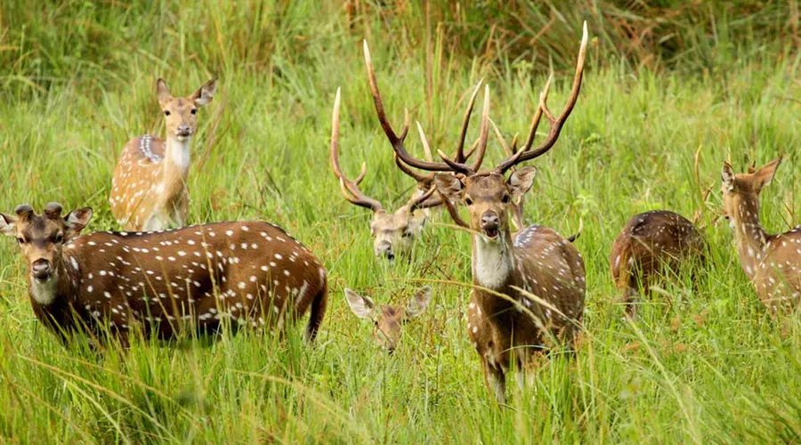 Muthanga Wildlife Sanctuary